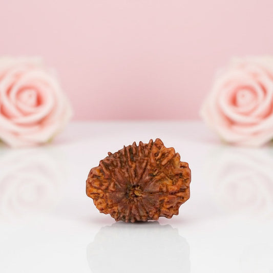 Natural 14 Mukhi Rudraksha Beads