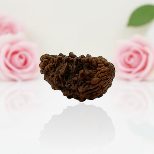 Natural 1 Mukhi Rudraksha Beads A Premium Quality