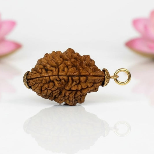 Natural 2 Mukhi Rudraksha Pendant-Gold Plated