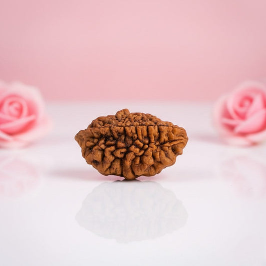 Natural 2 Mukhi Rudraksha AAA Premium Quality