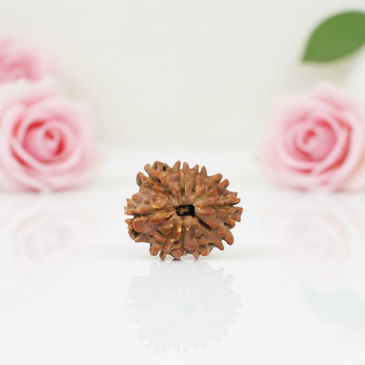 Natural 10 Mukhi Rudraksha Bead