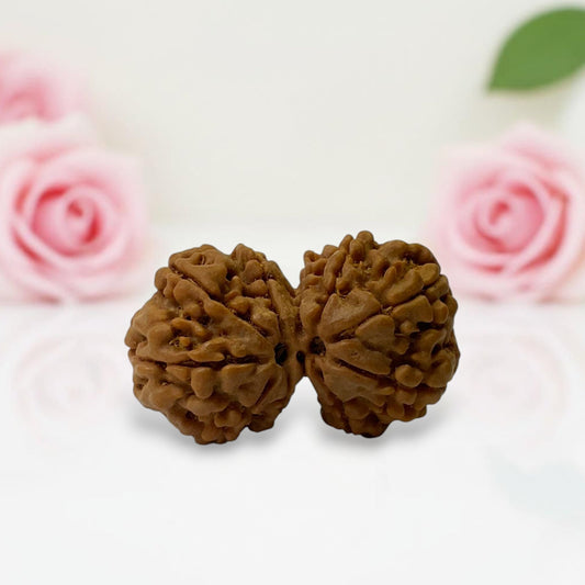 Gauri Shankar Rudraksha