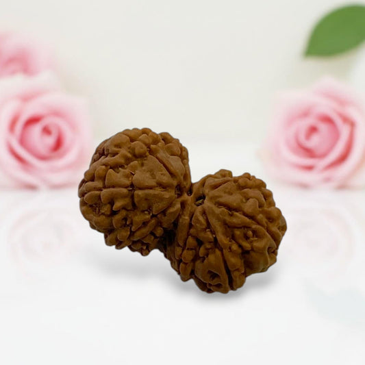 Gauri Shankar Rudraksha