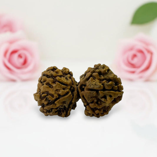 Gauri Shankar Rudraksha