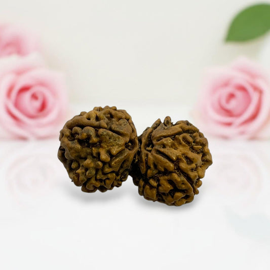 Gauri Shankar Rudraksha
