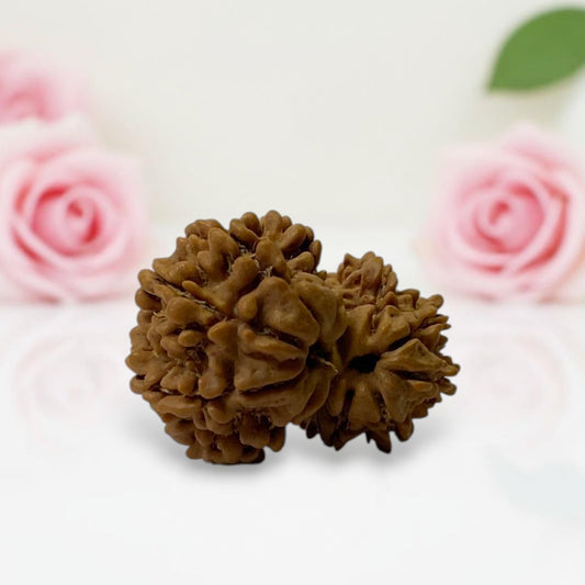 Gauri Ganesh Rudraksha