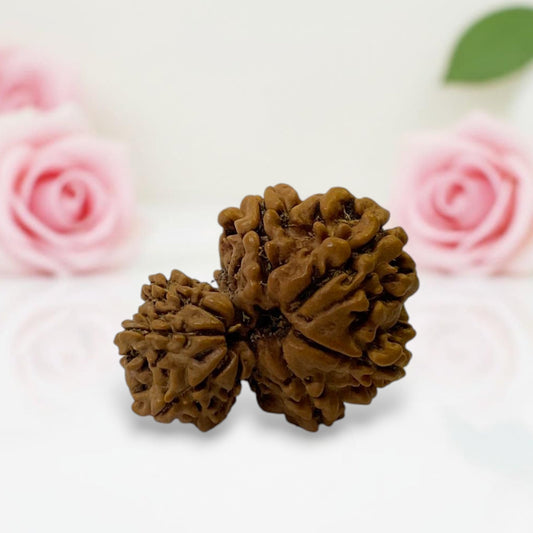 Gauri Ganesh Rudraksha