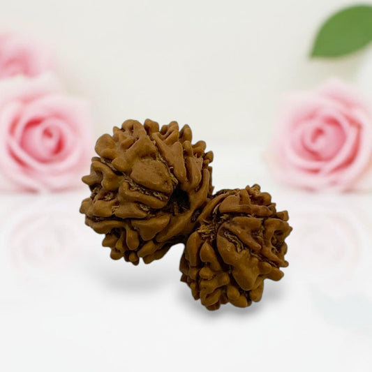 Gauri Ganesh Rudraksha