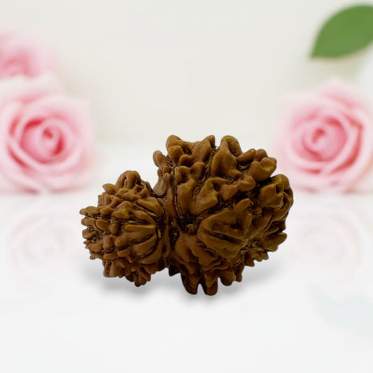 Gauri Ganesh Rudraksha