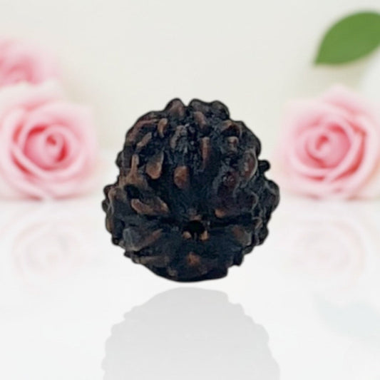 Natural 3 Mukhi Rudraksha Beads A Premium Quality