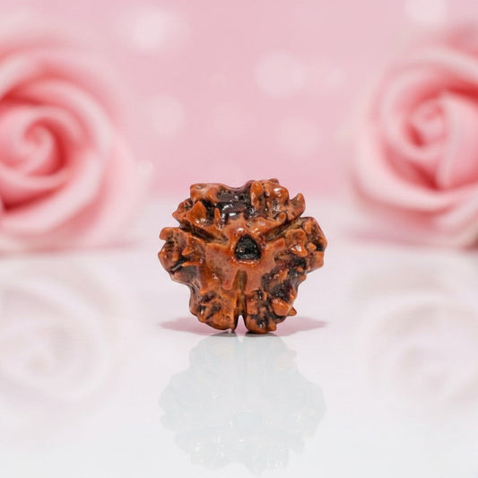 Natural 3 Mukhi Rudraksha Beads AAA Premium Quality
