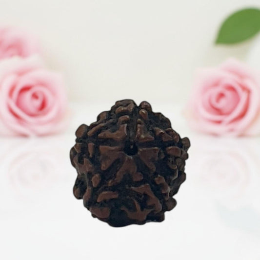 Natural 5 Mukhi Rudraksha Beads A Premium Quality