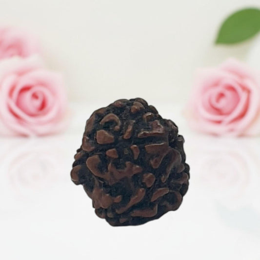 Natural 5 Mukhi Rudraksha Beads A Premium Quality