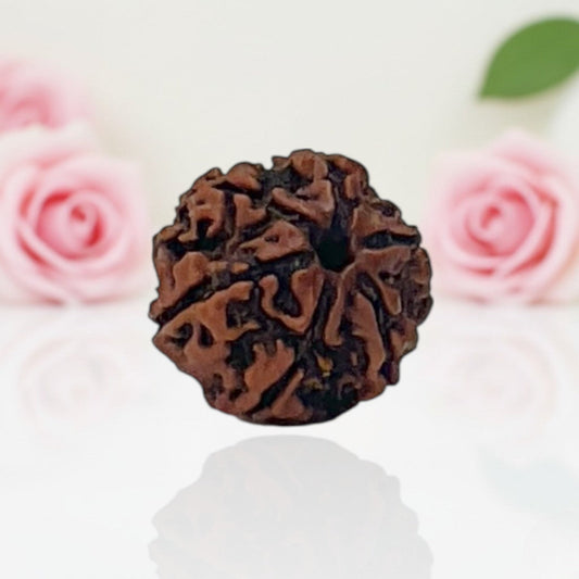 Natural 6 Mukhi Rudraksha Beads AA Premium Quality