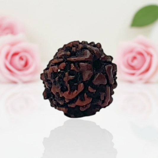Natural 6 Mukhi Rudraksha Beads A Premium Quality