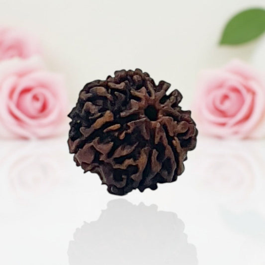 Natural 7 Mukhi Rudraksha Beads A Premium Quality
