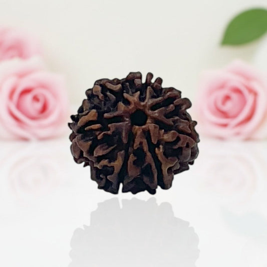 Natural 7 Mukhi Rudraksha Beads A Premium Quality