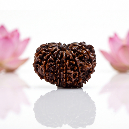 Natural 13 Mukhi Rudraksha Bead