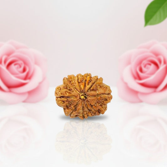 Natural 10 Mukhi Rudraksha Beads AA Premium Quality