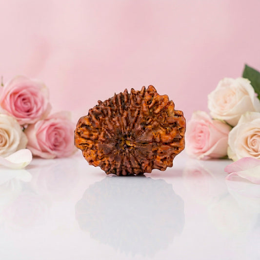 Natural 14 Mukhi Rudraksha Beads