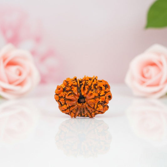 Natural 12 Mukhi Rudraksha Beads