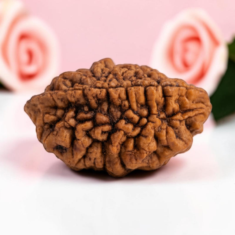 2 Mukhi