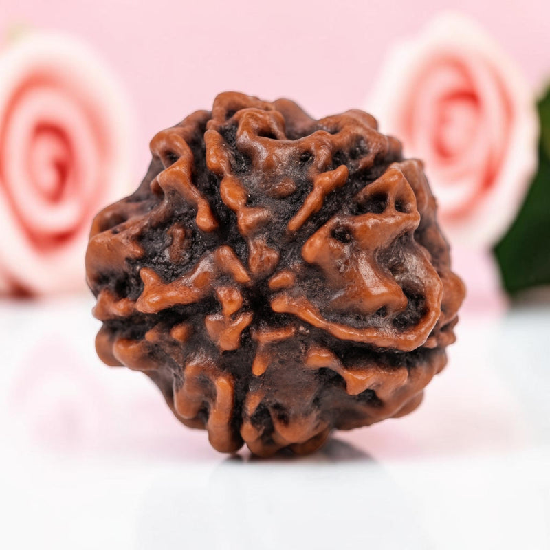 5 Mukhi