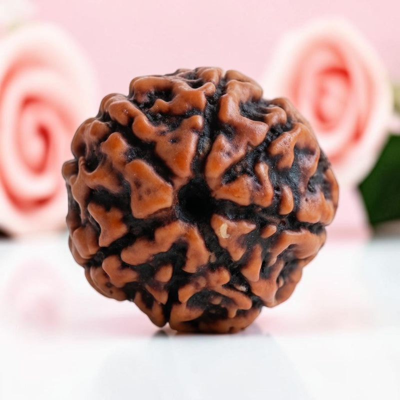 7 Mukhi