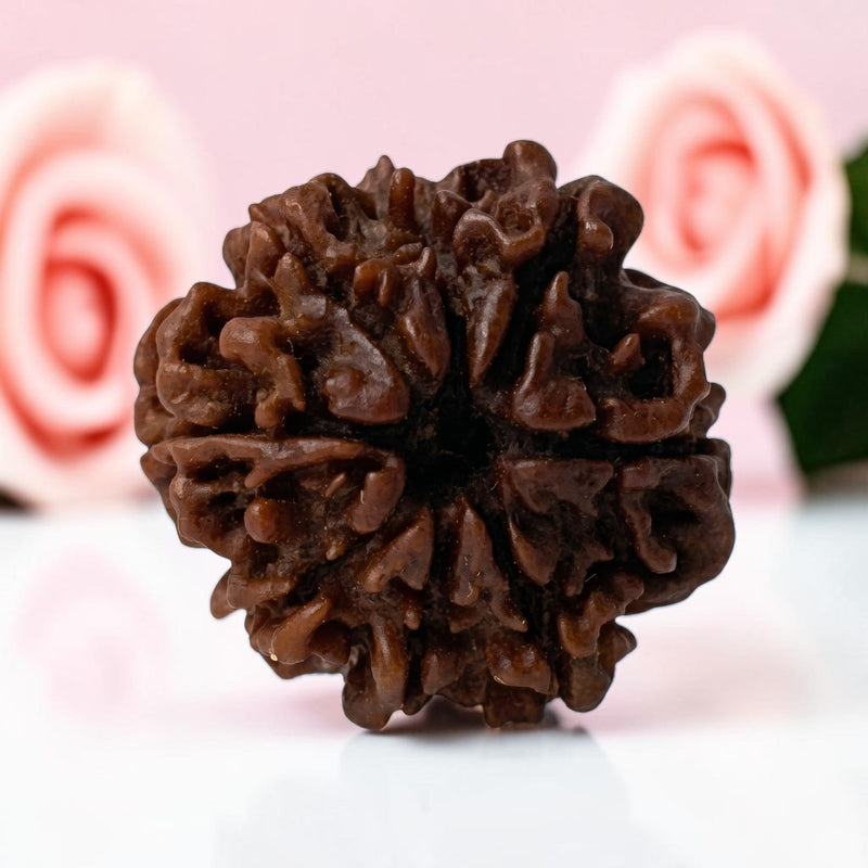 8 Mukhi