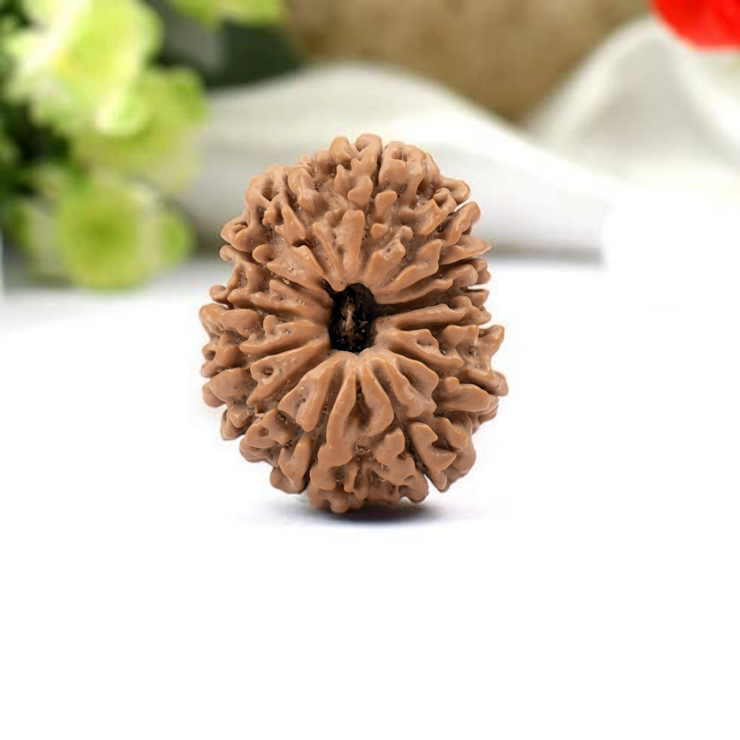 Rudraksha