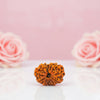 Natural 12 Mukhi Rudraksha Beads
