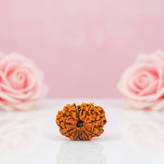 Natural 12 Mukhi Rudraksha Beads