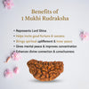 Natural 1 Mukhi Rudraksha Beads  AAA Premium Quality