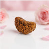 Natural 1 Mukhi Rudraksha Beads  AAA Premium Quality