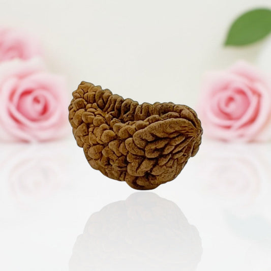 Natural 1 Mukhi Rudraksha Beads AA Premium Quality