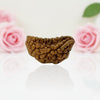 Natural 1 Mukhi Rudraksha Beads AA Premium Quality