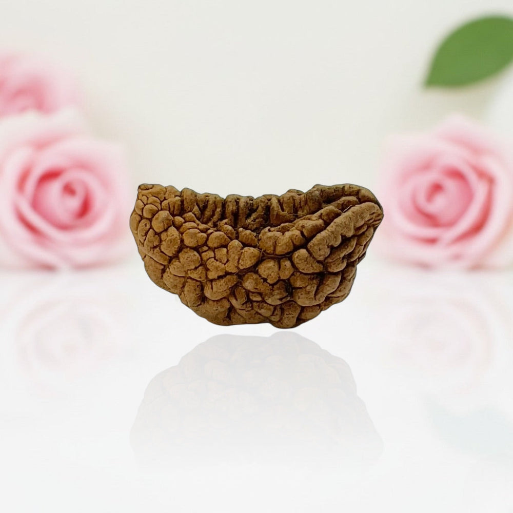 Natural 1 Mukhi Rudraksha Beads AA Premium Quality