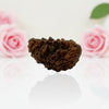 Natural 1 Mukhi Rudraksha Beads  A Premium Quality