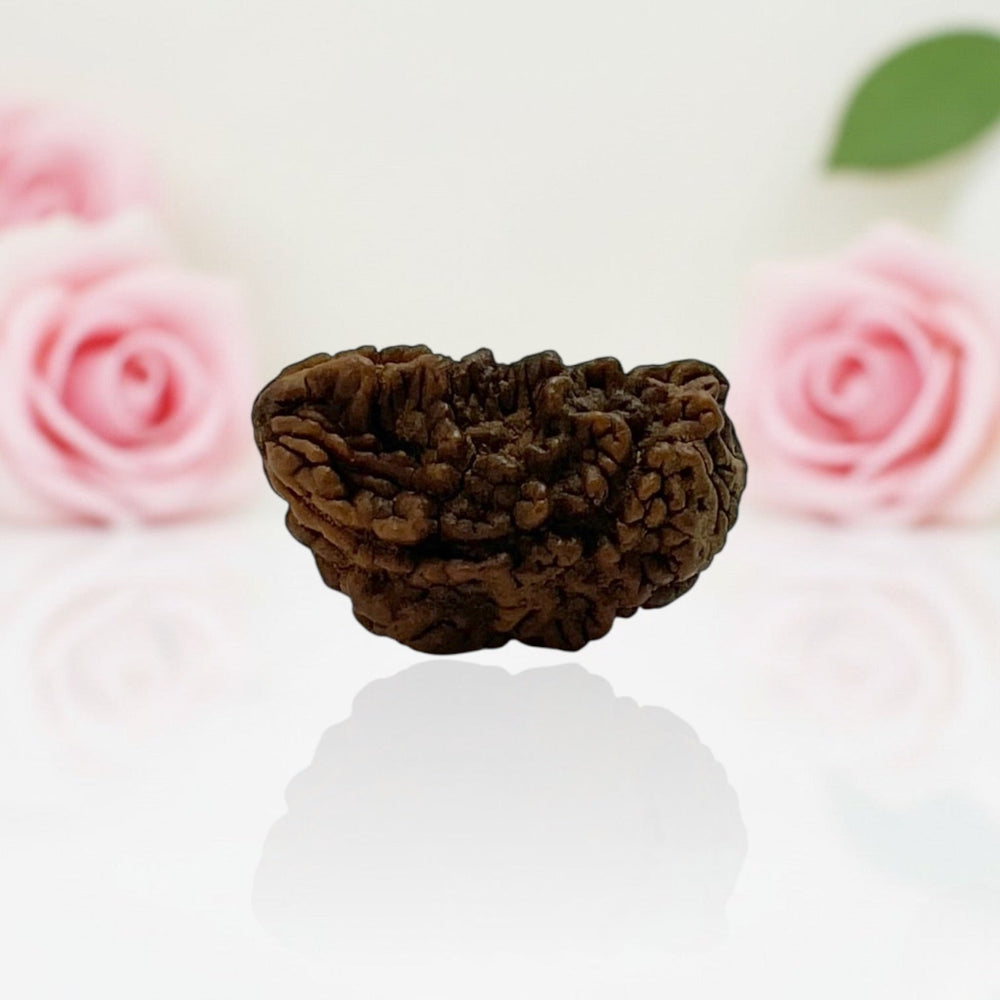 Natural 1 Mukhi Rudraksha Beads  A Premium Quality