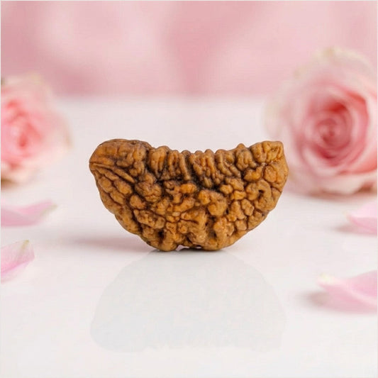 Natural 1 Mukhi Rudraksha Beads  AAA Premium Quality