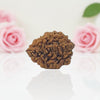 Natural 2 Mukhi Rudraksha  AA Premium Quality