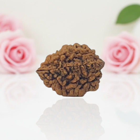 Natural 2 Mukhi Rudraksha  AA Premium Quality
