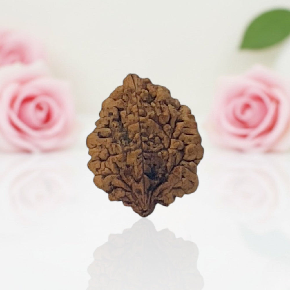 Natural 2 Mukhi Rudraksha  AA Premium Quality