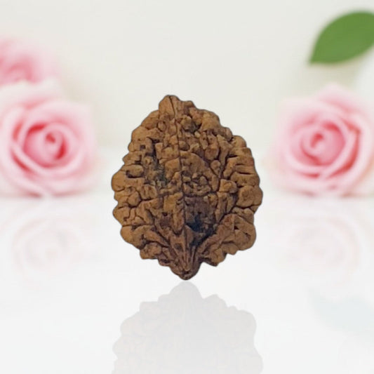 Natural 2 Mukhi Rudraksha  AA Premium Quality