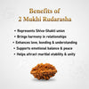 Natural 2 Mukhi Rudraksha  A Premium Quality