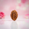 Natural 2 Mukhi Rudraksha  AAA Premium Quality