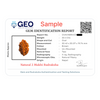 Natural 2 Mukhi Rudraksha  A Premium Quality