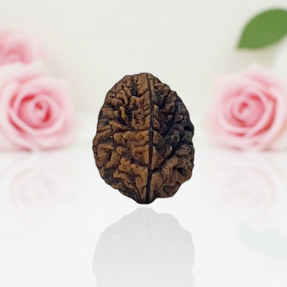 Natural 2 Mukhi Rudraksha  A Premium Quality