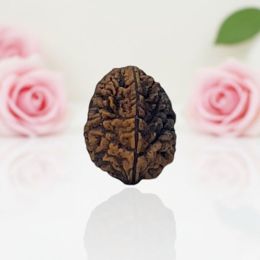 Natural 2 Mukhi Rudraksha  A Premium Quality