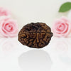 Natural 2 Mukhi Rudraksha  A Premium Quality